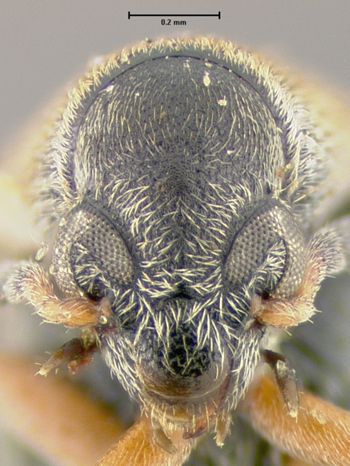 Media type: image;   Entomology 25050 Aspect: head frontal view